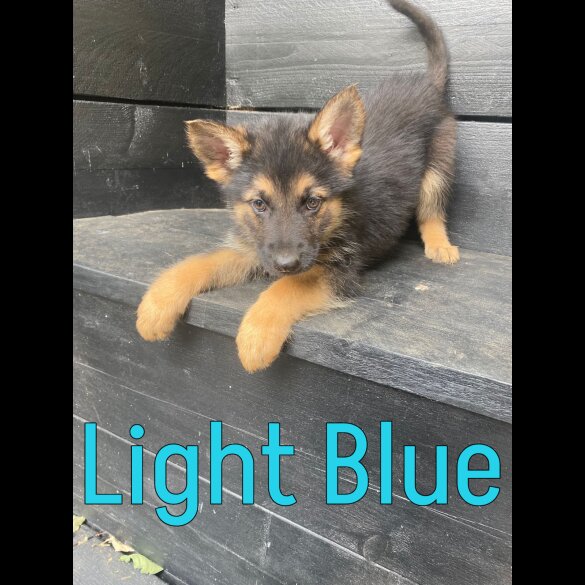 German Shepherd (Alsatian) - Both