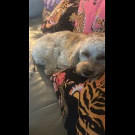 Cockapoo