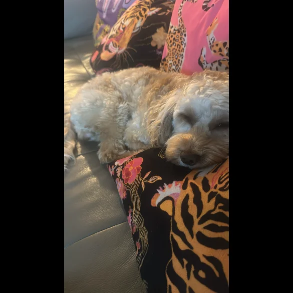 Cockapoo