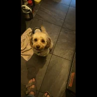 Cockapoo