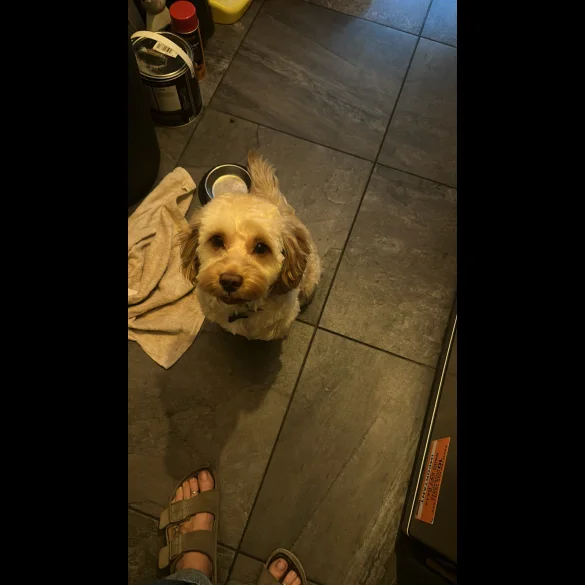 Cockapoo