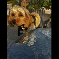 Cockapoo