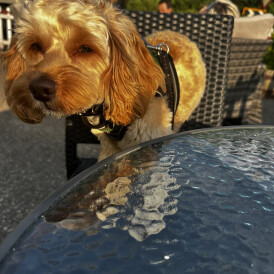 Cockapoo