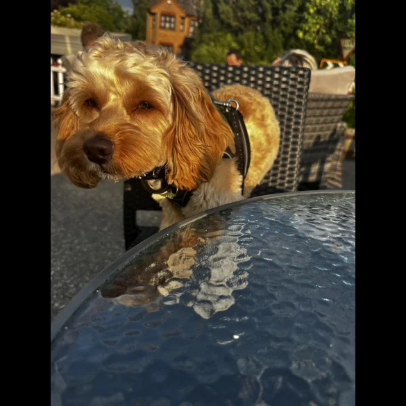 Cockapoo