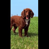 Cocker Spaniel (Working &amp; Show)