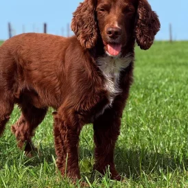 Cocker Spaniel (Working &amp; Show)
