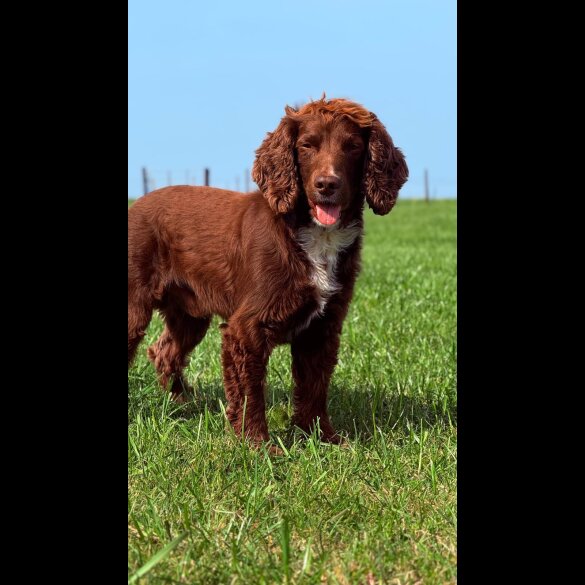 Cocker Spaniel (Working &amp; Show)