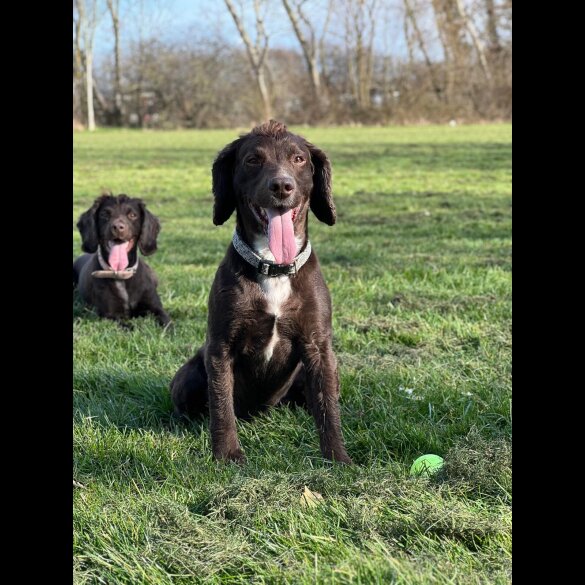 Cocker Spaniel (Working &amp; Show)