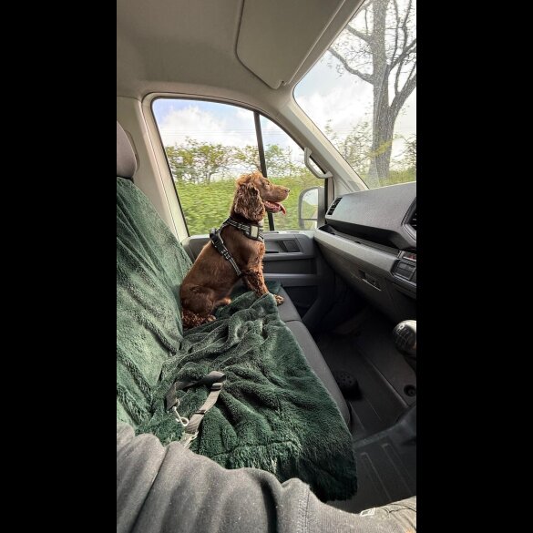 Cocker Spaniel (Working &amp; Show)
