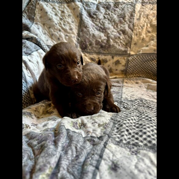 Labrador Retriever - Both