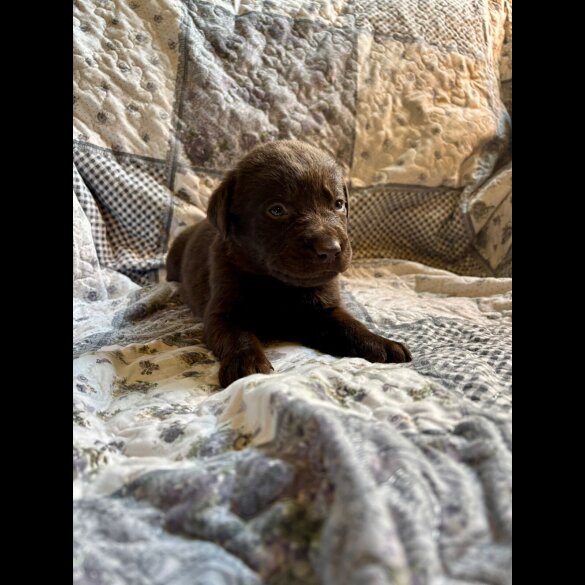 Labrador Retriever - Both