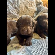 Labrador Retriever - Both