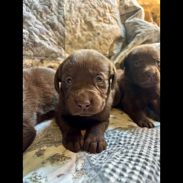 Labrador Retriever - Both