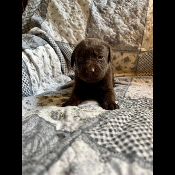 Labrador Retriever - Both