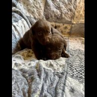 Labrador Retriever - Both