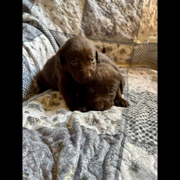 Labrador Retriever - Both