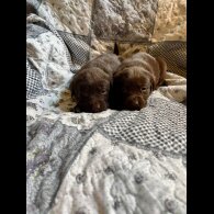 Labrador Retriever - Both
