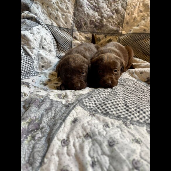 Labrador Retriever - Both