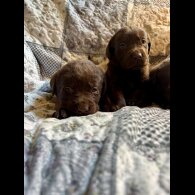 Labrador Retriever - Both