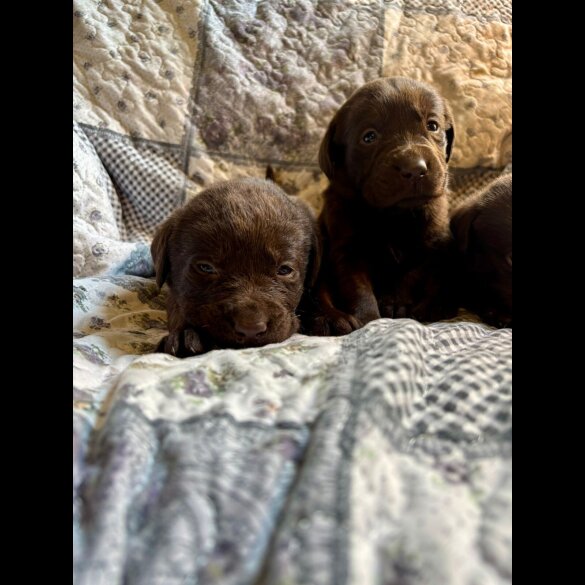 Labrador Retriever - Both