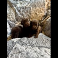 Labrador Retriever - Both