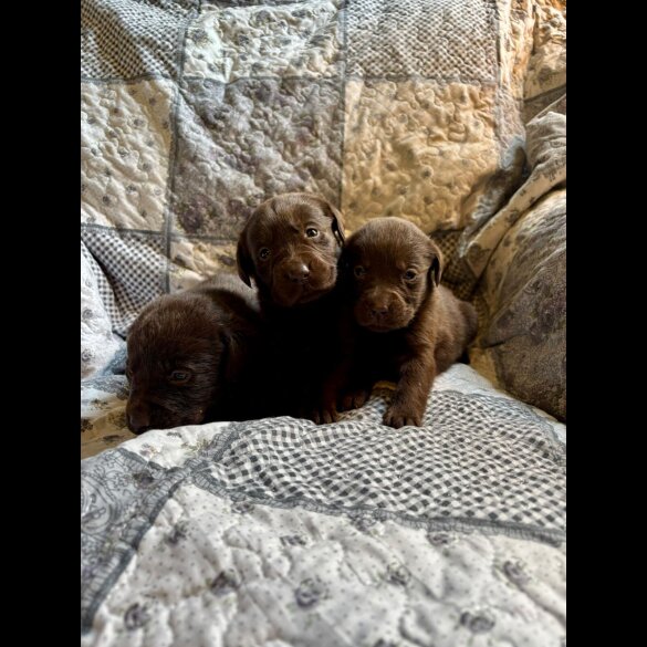 Labrador Retriever - Both