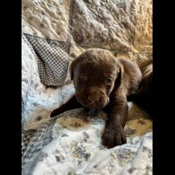 Labrador Retriever - Both
