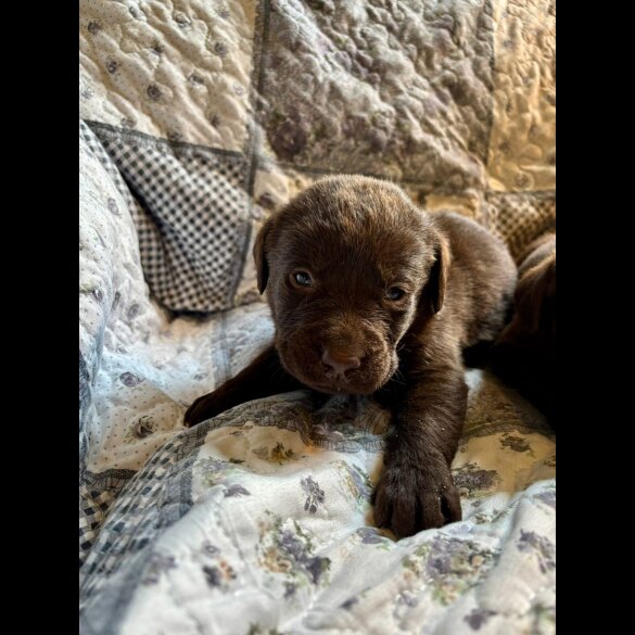 Labrador Retriever - Both