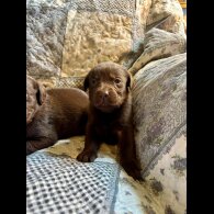 Labrador Retriever - Both