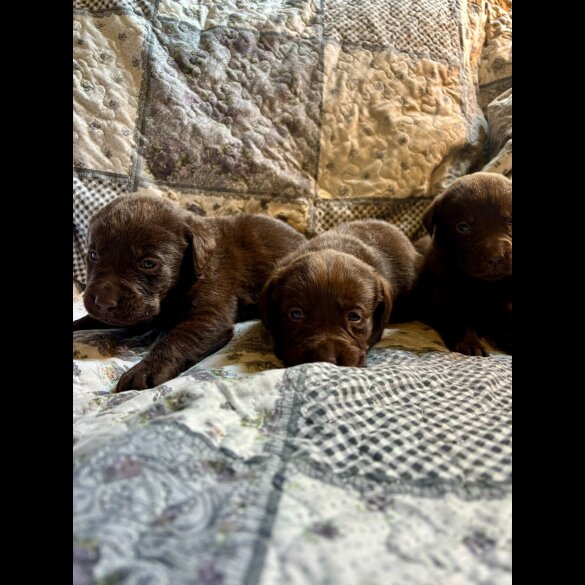 Labrador Retriever - Both