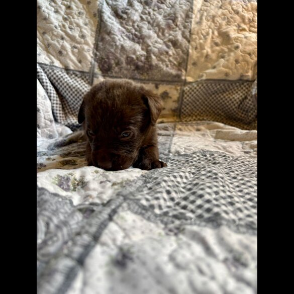 Labrador Retriever - Both