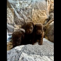 Labrador Retriever - Both