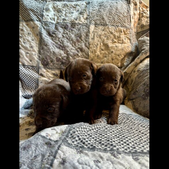 Labrador Retriever - Both