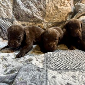 Labrador Retriever - Both