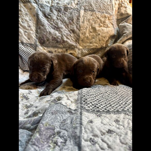Labrador Retriever - Both