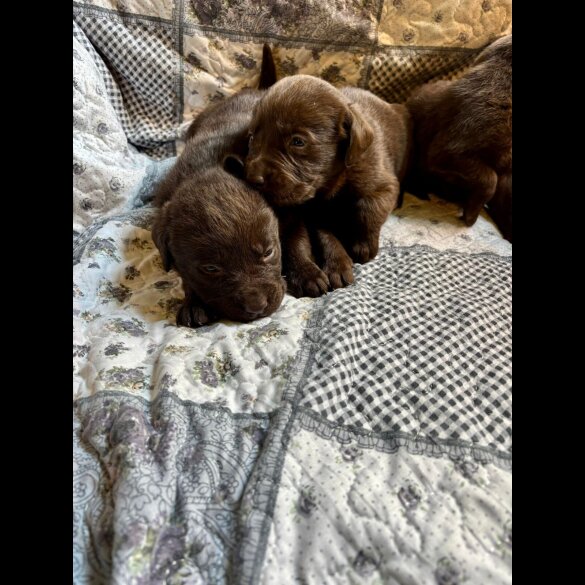 Labrador Retriever - Both