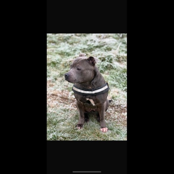 Staffordshire Bull Terrier - Both