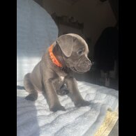 Staffordshire Bull Terrier - Both
