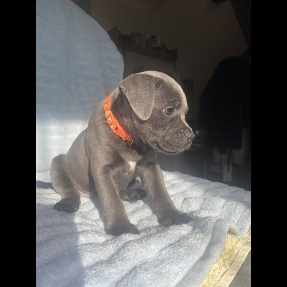 Staffordshire Bull Terrier - Both