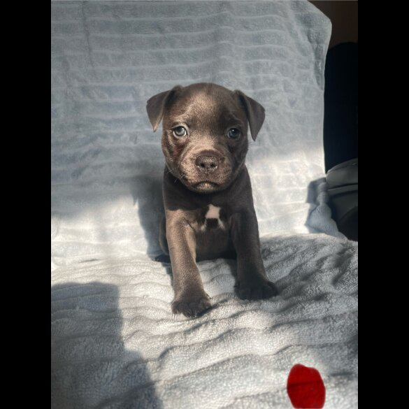 Staffordshire Bull Terrier - Both