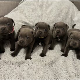 Staffordshire Bull Terrier - Both