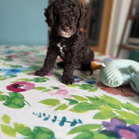 Cockapoo - Dogs