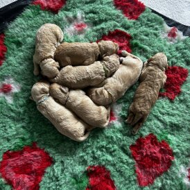 Goldendoodle - Both