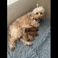 Cockapoo - Both