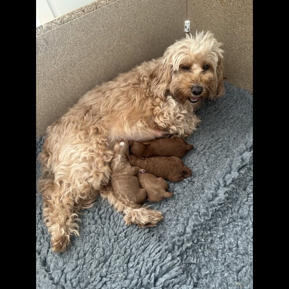 Cockapoo - Both