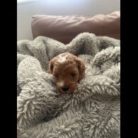 Cockapoo - Both