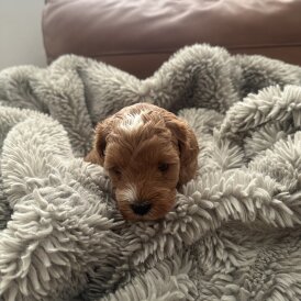 Cockapoo - Both