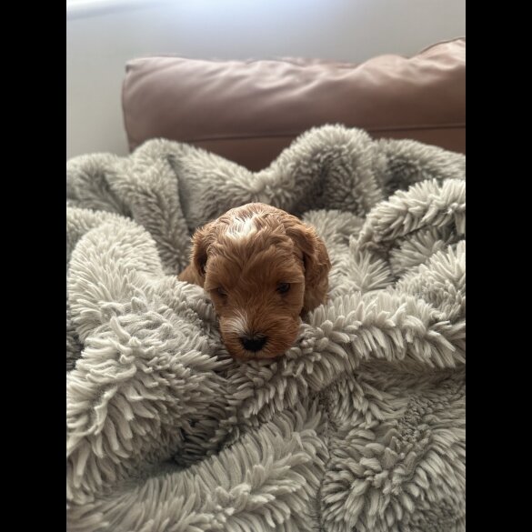 Cockapoo - Both