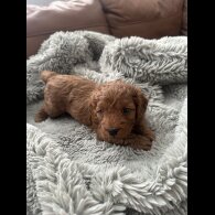Cockapoo - Both