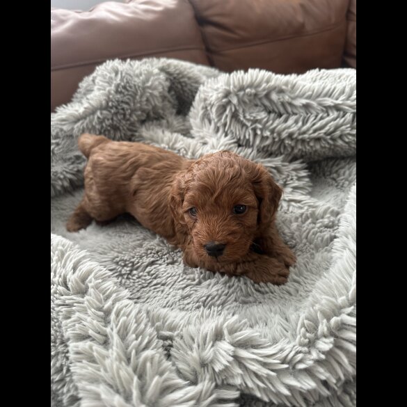 Cockapoo - Both